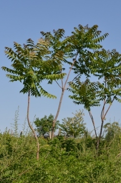 1 ailanthus altissima