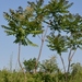 1 ailanthus altissima