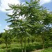 Ailanthus altissima 5